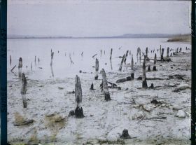 Image représentant Site palafittique préhistorique des Alpes, pieux en bois visibles lors de la baisse des eaux après la grande sécheresse de 1921