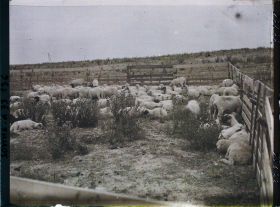 Image représentant Maurepas, Moutons au pacage