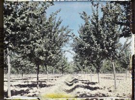 Image représentant Canal d'irrigation dans une plantation d'abricotiers