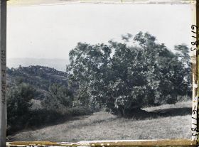 Image représentant Plantation de figuiers et village à l'arrière-plan
