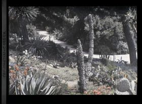 Image représentant Ensemble de plantes exotiques aux abords de l'allée menant à la villa Kahn