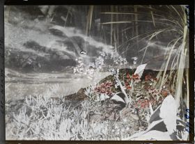 Image représentant le jardin