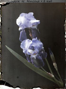 Image représentant Spécimen d'iris