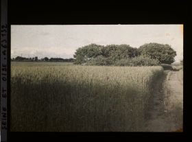 Image représentant Ile de France, Pontoise, Champ de blé et nuages