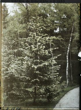 Image représentant La forêt dorée