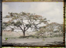 Image représentant Des flamboyants en fleurs le long d'une route