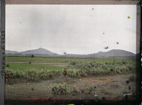 Image représentant Un paysage de rizières