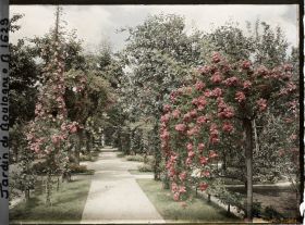 Image représentant Rosiers en fleurs au bord d'une allée menant à la forêt bleue, dans la partie est du verger-roseraie
