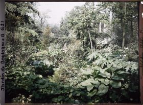 Image représentant Coulée de verdure et pont du " sanctuaire japonais " situés à gauche d'un chemin menant au sorinto