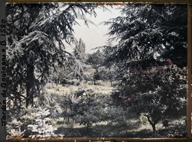 Image représentant La forêt bleue, à l'arrière-plan le marais