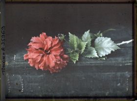 Image représentant Des feuilles et une fleur d'hibiscus rouge, double