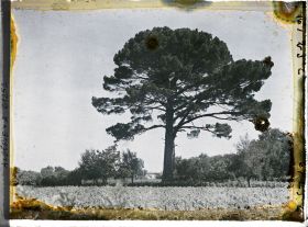 Image représentant Un pin centenaire