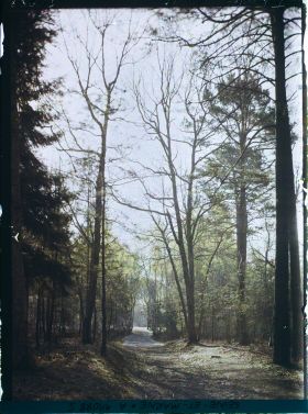Image représentant France, Fontainebleau, Forêt de Fontainebleau