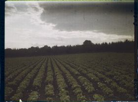 Image représentant Ile de France, Sarcelles St Brieuc, Effets du Soir sur Cultures