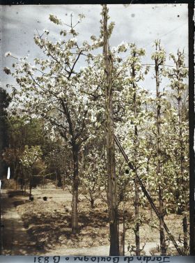 Image représentant Fruitiers en fleurs vus depuis l'allée du verger-roseraie, longeant vers l'ouest le jardin japonais