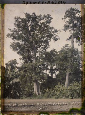 Image représentant Des kapokiers et des bananiers