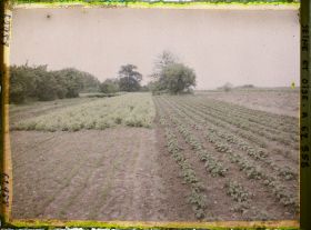 Image représentant Ile de France, Frepillon, Pommes de terre, carottes et petits pois