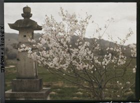 Image représentant cerisier en fleurs et lanterne