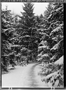 Image représentant Allée enneigée dans la forêt bleue