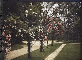 Image représentant Rosiers en fleurs dans le coin nord-ouest du verger-roseraie, vu en direction de la forêt bleue