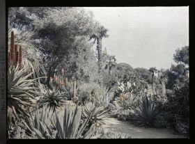 Image représentant Aloès en fleurs et autres plantes exotiques, au bord d'une allée menant à la villa Kahn