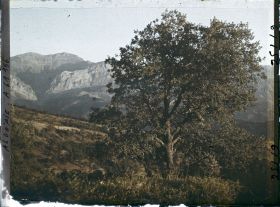 Image représentant Paysage avec un chêne zéen