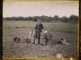 Image représentant Femme occupée à ensacher les pommes de terre