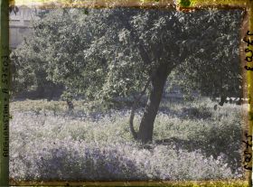 Image représentant Dans un parc (sans doute celui du mausolée d'Abdour Rahmân)