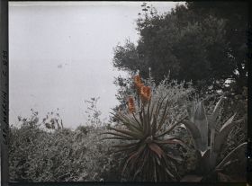 Image représentant Plantes exotiques face à la mer