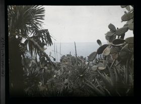 Image représentant Espace planté de palmier, cactus, beschornérias, aloès et autres végétaux, dominant la mer