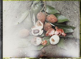 Image représentant Un rameau de litchi, ses feuilles et ses fruits