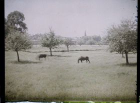 Image représentant Ile de France, Magny-en-Vexin, Pâturages