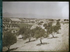 Image représentant Vue sur une plaine de plantation d'oliviers