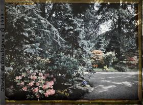 Image représentant une allée dans la forêt bleue, à l'arrière-plan les conifères qui bordent le marais