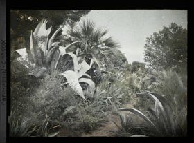 Image représentant Agaves, palmiers et autres plantes exotiques mêlés à la végétation spontanée, bordant un sentier