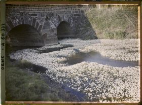 Image représentant Fleurs aquatiques