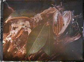 Image représentant Les feuilles et les fruits du kapokier