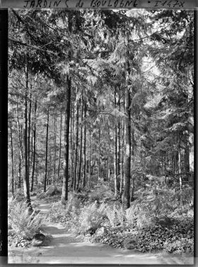 Image représentant La forêt vosgienne