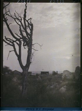 Image représentant France, Nauroy, Arbres morts au coucher du Soleil