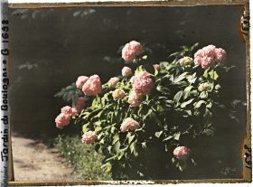 Image représentant Pied d'hortensia