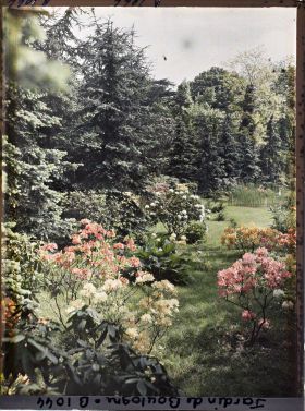 Image représentant Azalées dans la forêt bleue, à l'arrière-plan le marais