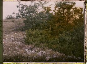 Image représentant France, Luzech, Type de végétation de la garrigue de la Pistoule : joubarbes, buis, myrthes, pommiers sauvages.