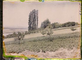 Image représentant Ile de France, Triel, Cultures diverses