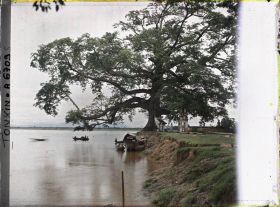 Image représentant Le grand Banian (Ficus Indica), près du confluent du Fleuve Rouge et de la rivière Claire