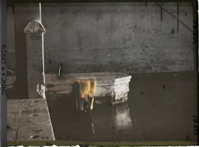 Image représentant Femme puisant de l'eau