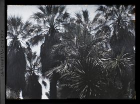 Image représentant Ensemble de palmiers et autres plantes exotiques, vu à contre-jour