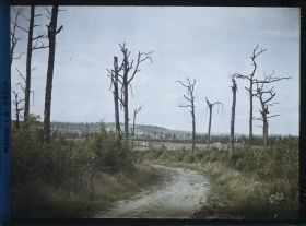 Image représentant France, Forêt de Vauclère, Forêt de Vauclère, arbres déchiquetés