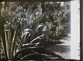 Image représentant le Jardin