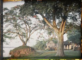 Image représentant Un coucher de soleil sur les flamboyants en fleurs, au bord du Fleuve Rouge