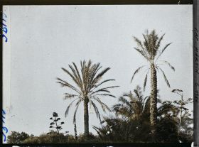 Image représentant le jardin